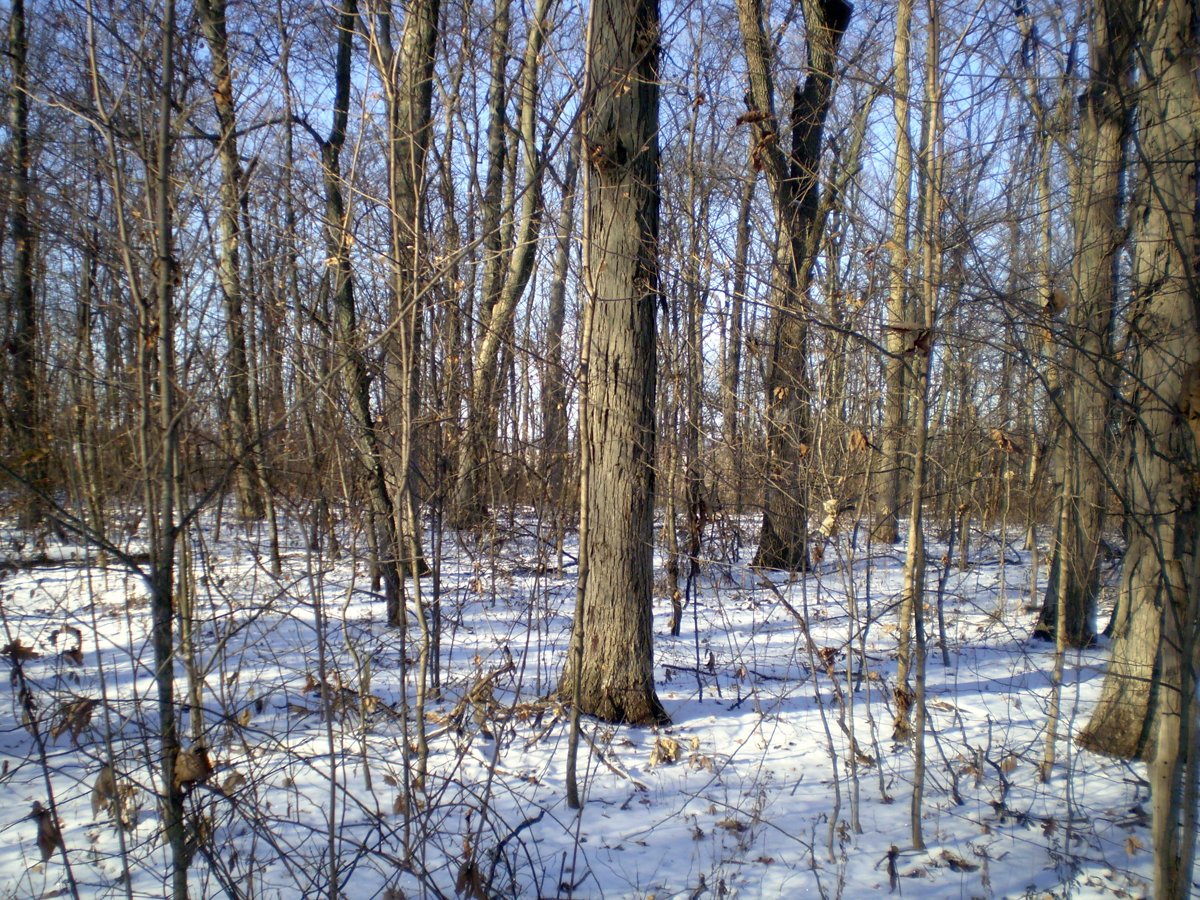 Property photo 25 - 76 Acres Offered in 4 Tracts